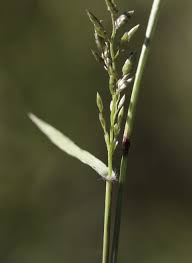 Image result for Eragrostis cilianensis