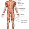 Here is a list with a selection of major skeletal muscles of the human body including the meaning of their names. 1