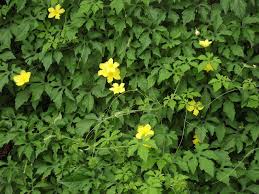 QUINTAIS IMORTAIS: Planta dos quintais de João Pessoa: melão-de-são-caetano