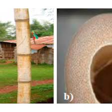 Image result for Oreobambos buchwaldii