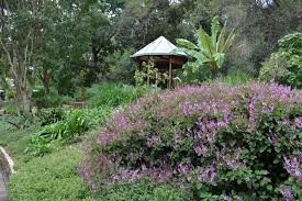 Image result for Hypoestes cancellata