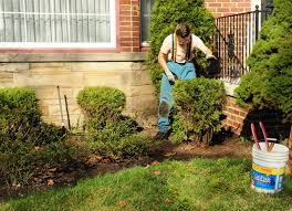 Dwarf gold mop cypress care. Gardenatoz Clip That Cypress Garden A To Z