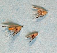 Image result for Enneapogon cenchroides