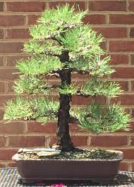 Bonsai trees are not genetically predetermined to grow small, as one might instinctively believe. Rehabilitation Of A Jbp New Budding And Gradually Forcing Back Budding And Repositioning Branches Bonsai