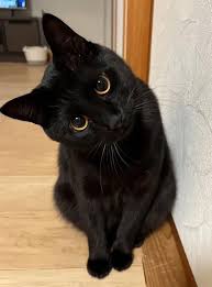 Did you know that if a black CAT approaches you, it\'s a clear sign that...  See more in 💬 👇