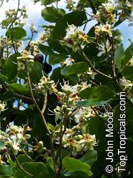 Image result for Hymenaea