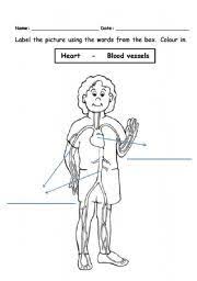 English Teaching Worksheets Circulatory System Body Systems Worksheets Circulatory System For Kids Circulatory System