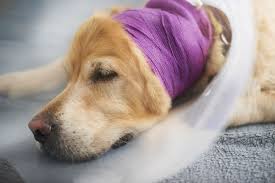 Image result for abscess dog's ear flap