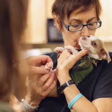 251 haywood street a, ашевилл, nc 28801, usa. Pet Vet On Patton Petvetonpatton Twitter