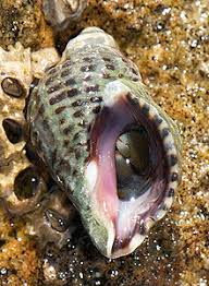 One big part of its role is to soak up energy (heat) and distribute it more evenly the ocean does an excellent job of absorbing excess heat from the atmosphere. Sea Snail Wikipedia