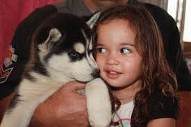 Akc siberian husky puppies california. Siberian Husky Breeder In San Diego County Sibe Puppies Siberian Kennels In California