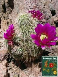 The word cactus derives, through latin, from the ancient greek κάκτος , kaktos , a name originally used by theophrastus for a spiny plant. Cactaceae Cactus Family Identify Plants Flowers Shrubs And Trees