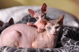 Sie haben große ohren, ausgeprägte wangen und ein starkes kinn. Sphynx Katze Ohne Fell Was Bei Haltung Pflege Beachten Dogcatpetdogcatpet
