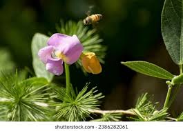 Image result for Vigna vexillata
