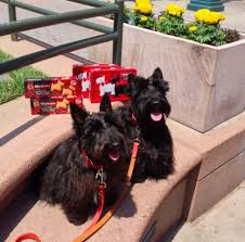 We Spy Some Scotties At Britweek Here Are Poitiers And July Posing With Walkers Scottie Dog Cookies And Tin Scottie Dog Scottie Scottish Terrier