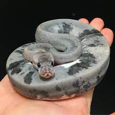 Urban Camo Ball Python Google Search Reptiles And Amphibians Ball Python Amphibians