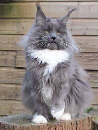 Pin On Maine Coon Cat