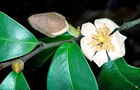 Image result for Magnoliaceae