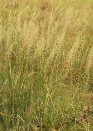 Image result for Sporobolus pyramidalis