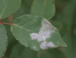 Most mold is not hurting anyone, and some of it makes us well when we're sick a healthy person walking through a room of moldy air is not likely to die or even get very sick from mold exposure. Powdery Mildew Ludwig S Roses