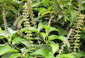 Image result for Ocimum urundense