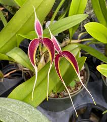 Image result for Bulbophyllum kivuense