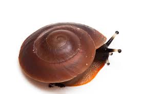 We did not find results for: Snails Of Form Pleurodonte Excellens Dominican Republic For Sale