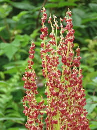 Image result for Humularia reekmansii