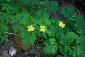 Image result for Momordica pterocarpa