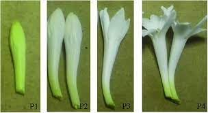 Floral Developmental Stages Of P Tuberosa P1 Early Bud Stage P2 Download Scientific Diagram