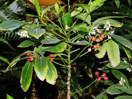 Image result for Ardisia