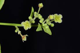 Image result for Crossopetalum mossambicense