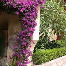 It is native to eastern south america, found from brazil, west to peru, and south to southern argentina. Drillingsblume Online Entdecken Und Kaufen Sauer