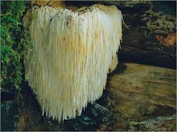 This mushroom is most helpful with the repair of neurons and the stimulation of ngf. Ingredient Spotlight Lion S Mane Mushroom