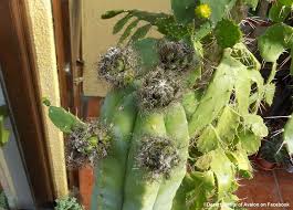 The san pedro come in all kinds of colour shades. 5 Huge Buds On My 17yr Old San Pedro Cactus Trichocereus Pachanoi Youtube