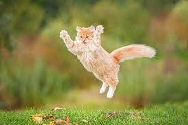 Funny Red Cat Jumping In Fall Leaves Photography A 90260 Art Prints Wood Metal Signs Canvas To Cats Stray Cat Cat Diseases