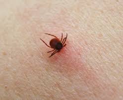 Alla bullandökunder får 10% på vaccinationen! Personer Over 50 Bor Fa En Extra Dos Tbe Vaccin Vardfokus