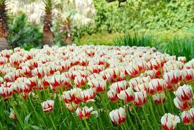 Tulip World Expression Tulips Tulip Season Fall Plants