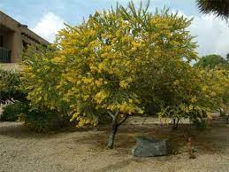 Acacia Cultriformis Knifeleaf Seaside Salt Tolerant Drought Resistant Multi Trunked Small Tree Growing To 15 Feet Trees To Plant Native Plants Plants