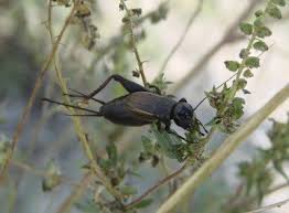 Cricket Control Info How To Kill Crickets In Gardens