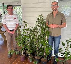 CAMELLIAS ILLAWARRA NEWSLETTER