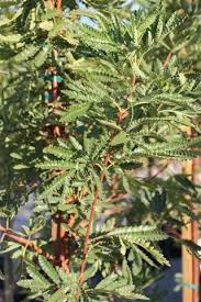 Plant Catalog Lyonothamnus F Asplenifolous Plant Catalogs Mountain Nursery Backyard Trees