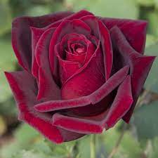 Discover meilland's garden roses collection. Rosier Papa Meilland Meicesar Rosiers A Grandes Fleurs Meilland Richardier