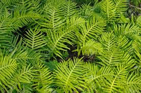 Image result for Polypodiaceae