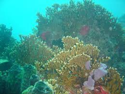 مرجان اسرع موقع اعلانات مبوبة على شبكة الانترنت، عقارات للبيع والايجار، سيارات للبيع، وظائف شاغرة والمزيد في مرجان اعلانات الإمارات Ø§Ù„Ø´Ø¹Ø§Ø¨ Ø§Ù„Ù…Ø±Ø¬Ø§Ù†ÙŠØ© ÙÙŠ Ø¬Ø§Ù…Ø§ÙŠÙƒØ§ ÙˆÙŠÙƒÙŠØ¨ÙŠØ¯ÙŠØ§