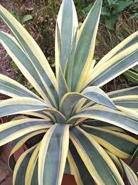 We did not find results for: Agave Weberi Arizona Star Arizona Plants Agave Plant Desert Plants