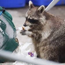 The fur of this mammal. Toronto Lockdown Brings Humans And Raccoons Together Neither S Happy Wildlife The Guardian