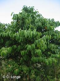 Image result for Suregada procera