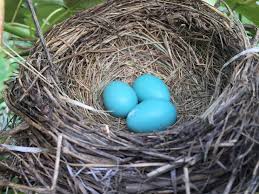 Darmowe Zdjęcia : gałąź, dziób, jajko, ptasie gniazdo, niebieski ...