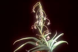 Image result for Ornithoglossum